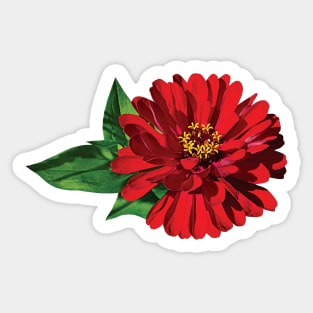 Zinnias - One Red Zinnia Sticker